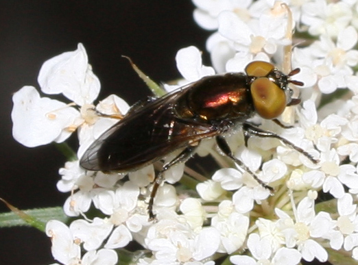 Dittero syirphidae: Riponnensia splendens  m & f